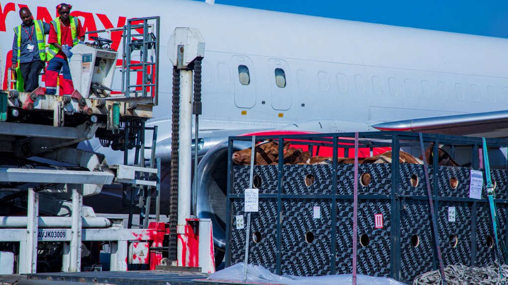 Cattle being loaded on a Kenya Airways cargo plane