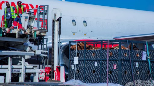 Cattle being loaded on a Kenya Airways cargo plane