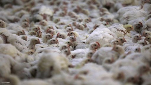 Live chickens