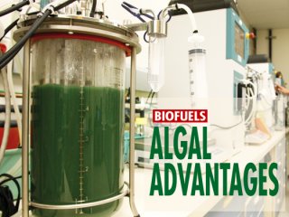 Algal biofuels seen as having potential, but much research still needed