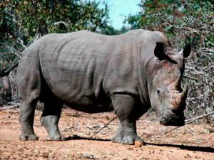WWF-SA launches new plan to counter rhino poaching