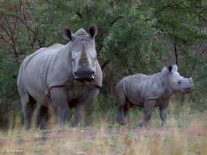 New technologies, old-fashioned tracking blended as rhino poaching battle heats up