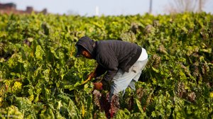 Farmworker’s input to minimum wage will be considered