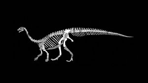 New dinosaur from South Africa gets Sesotho name