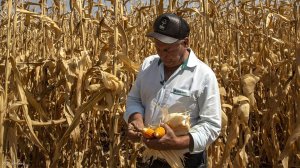 Ukraine corn farm