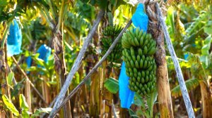 Banana farm on the KZN Coast