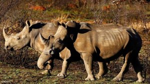 Govt notes 11% decrease in rhino poaching