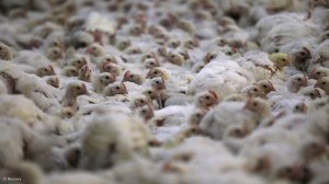 Quantum Foods says about 2-million chickens killed by bird flu