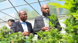 Image of MEC for Agriculture and Rural Development Super Zuma with KZN MEC for EDTEA Siboniso Duma pictured in front of the cannabis ahead of the two-day KZN Cannabis - Hemp Conference & Expo 