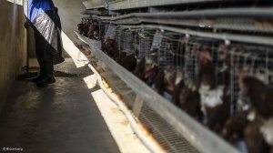  While SA’s devastating bird flu outbreak abates, researchers work to eradicate virus 