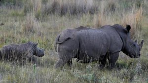 Rhino poaching in South Africa increases in 2023