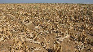 Maize crops affected by drought