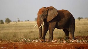 Southern African countries fear losing more elephants to drought