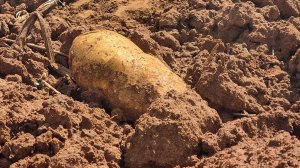 A potato in soil