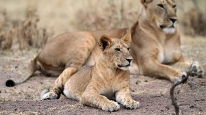 Public is encouraged to voluntarily surrender lion bones and derivatives