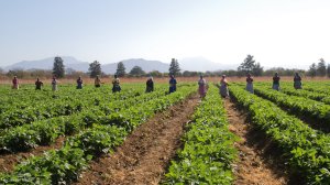 A farm in South Africa