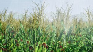  Harnessing Digital Technologies for Smarter Water Management in Agriculture 