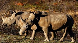 World's oldest climate fund targets wildlife bonds for every country in Africa
