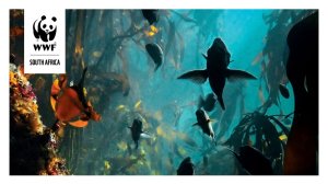 WWF-SASSI Retailer/Supplier Participation Scheme Report 2024