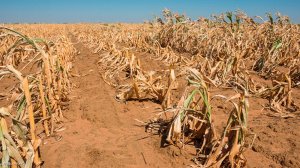 drought