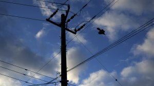 Electricity distribution poles