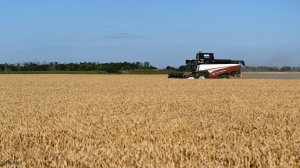 A combine harvester being used in a Russian wheat field