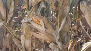 Corn