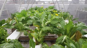 Rooftop garden