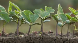 The Hidden Economic Power of Healthy Soils
