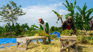 African Agriculture